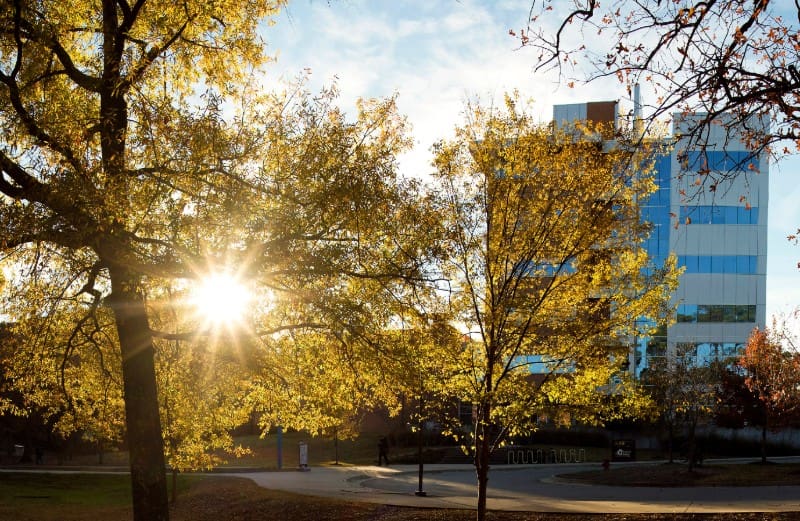sunshine peaking through yellow fall foliage on the UA Little Rock campus