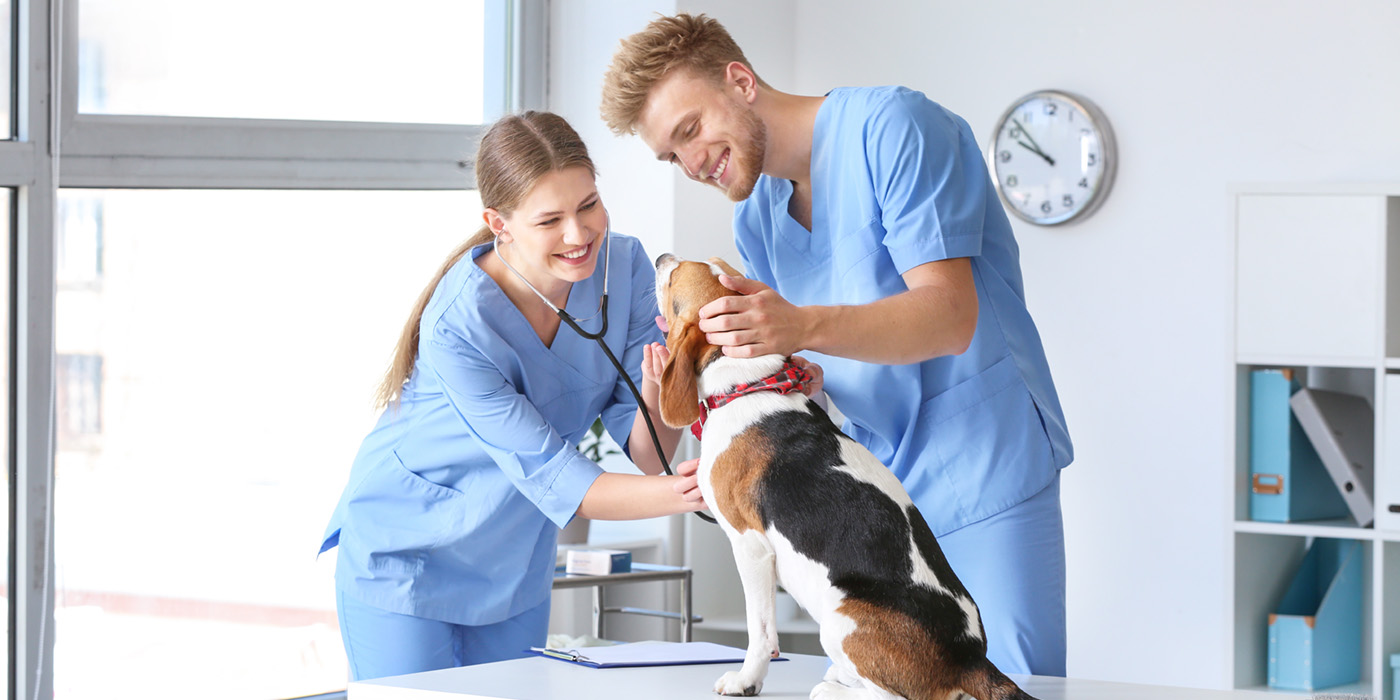 Veterinary Assistant Extended Education UA Little Rock