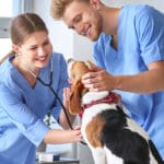 veterinary-assistant