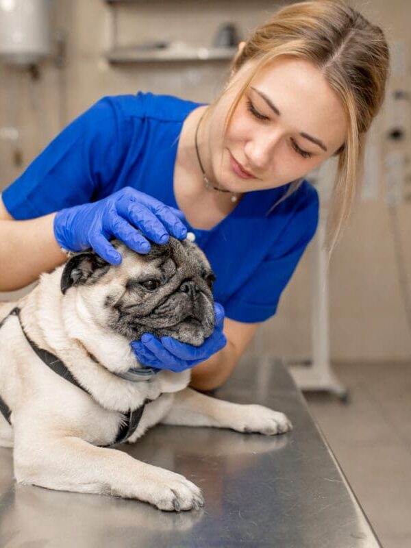 veterinary-assistant