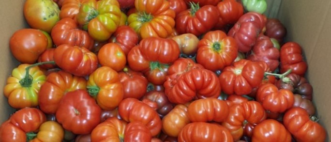 Garden grown tomatoes