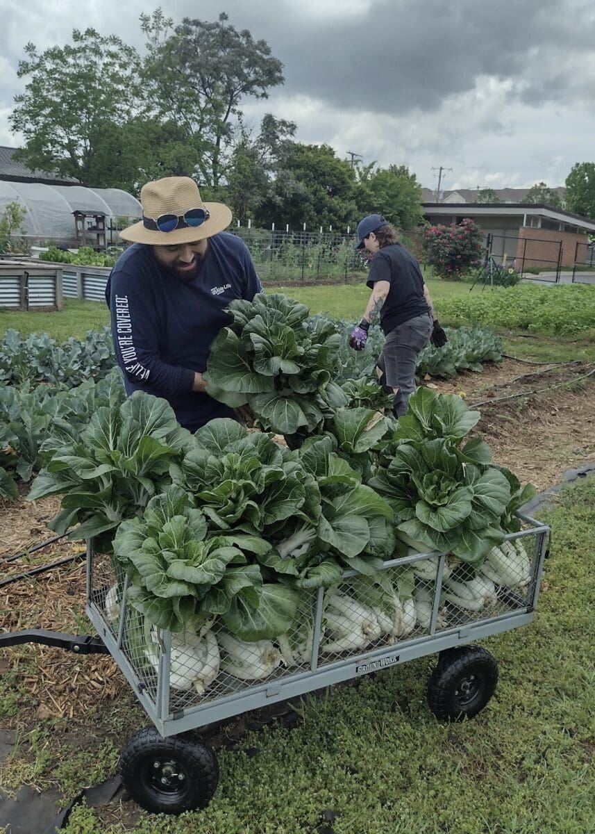 man filling cart with harvested bok choy cabbage, woman working in background on garden plot
