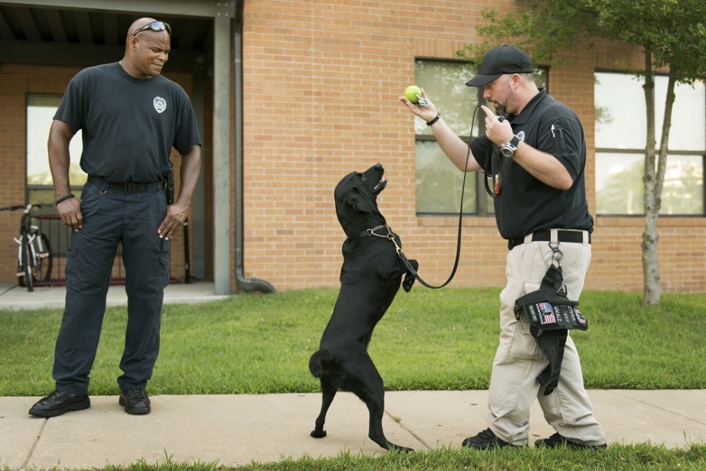 K-9 unit explosive search training at South Hall.