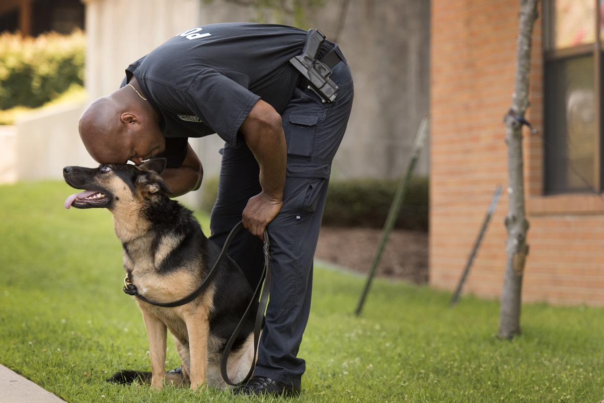 Officer puts his head on a K-9 dog. K-9 units from about 20 local, state and national agencies trained for explosive searches Tuesday, July 28, 2015, at the UALR campus