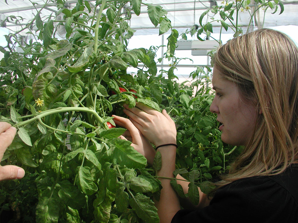 Jordyn Radke looks over tomato plants that were part of her research
