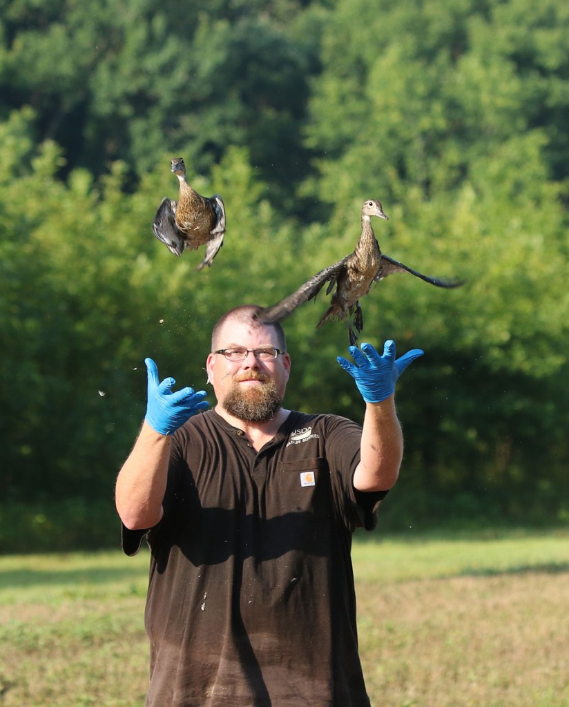 Clint Turnage, a 1999 UALR graduate, releases wood ducks. He was recently named wildlife disease biologist of the year.