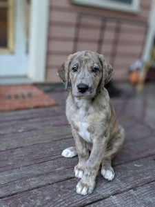 This photo of Bruce by Laura McClellan won Little Rock Soiree's cutest dog contest.