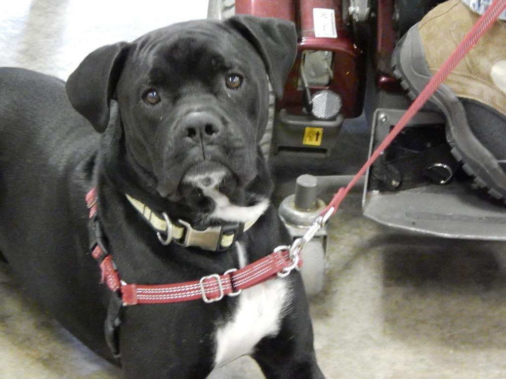Mugsy the dog