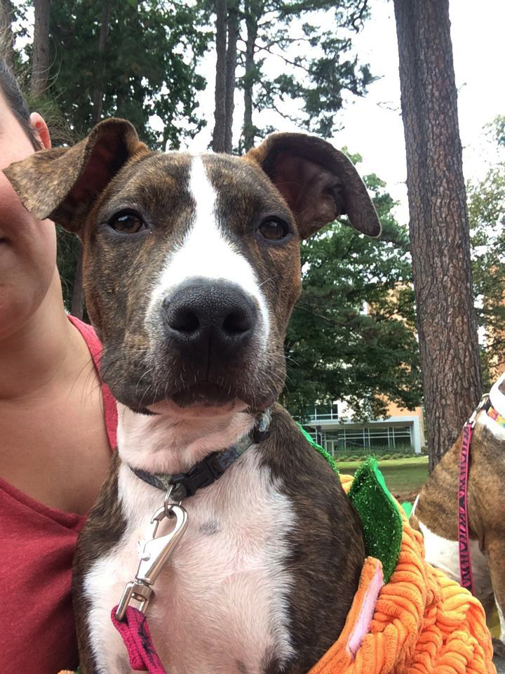 A dog, with ears perked, looks in the direction of the camera