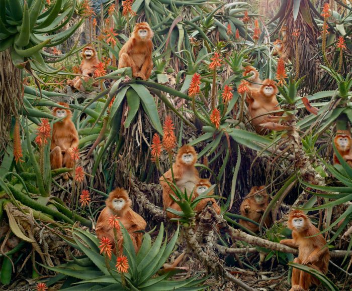 Simen Johah's 2013 photograph, "Red Monkeys."