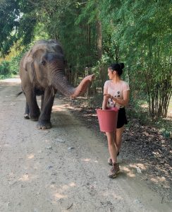 Tabitha Waite feeds an elephant during a summer internship at a wildlife rescue center and animal hospital in Thailand.