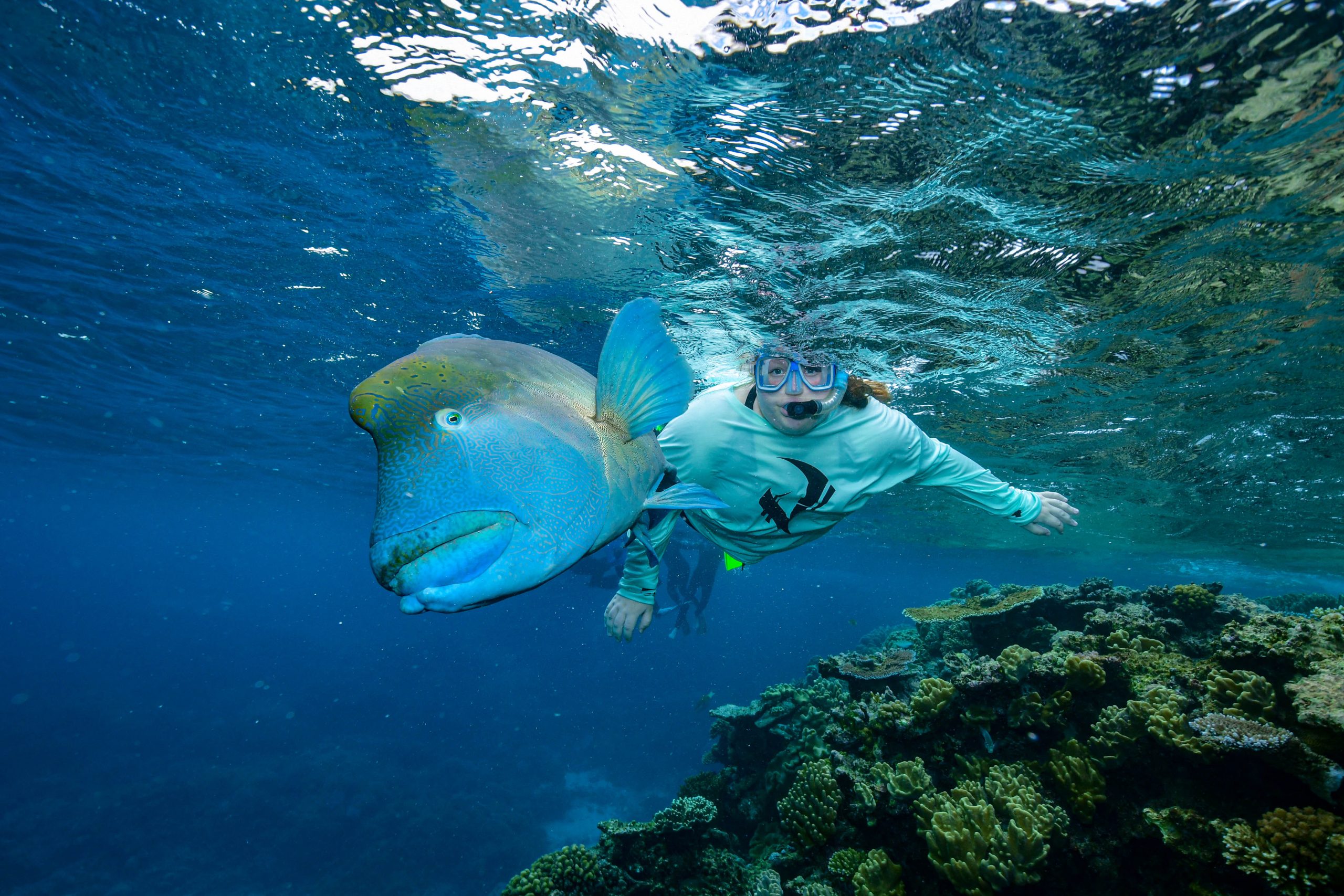 Kelsey Miller snorkels along the Great Barrier Reef with Wally the Humphead Māori Wrasse.