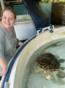 Kelsey Miller volunteers at a sea turtle rehabilitation center in Australia.
