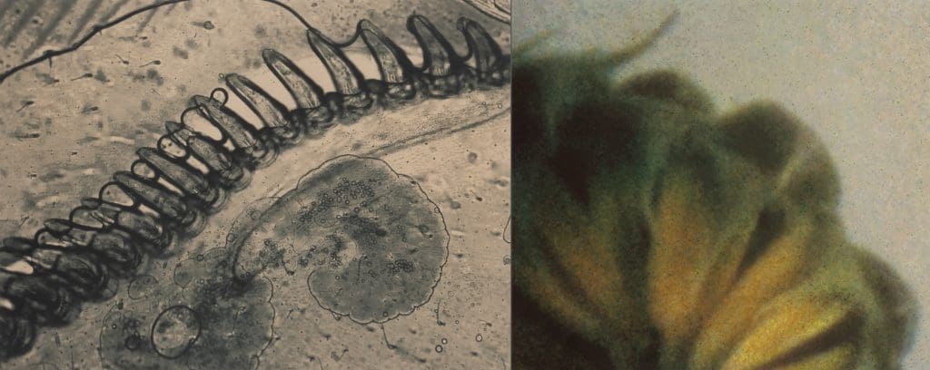 This photograph, "Sunflower Spine," will be on display in the “Apophenia" exhibit.