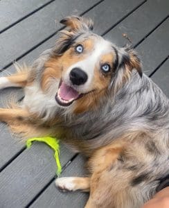 A picture of Remy after he was found in Lindsey Hutcheson's apartment. 
