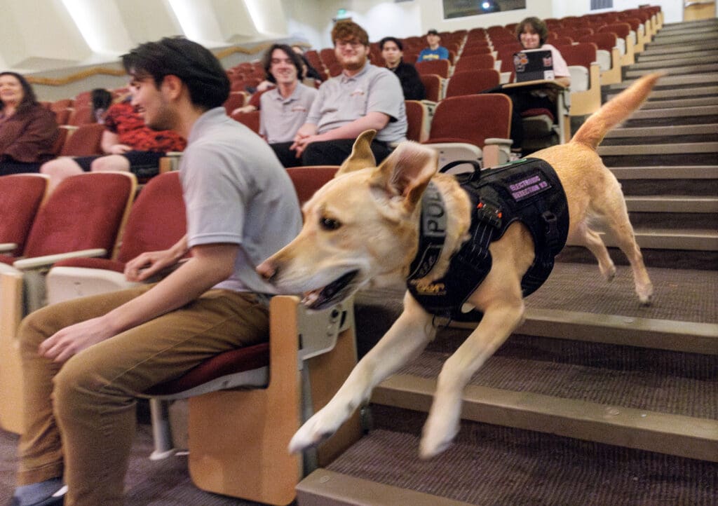 Lucy, police dog