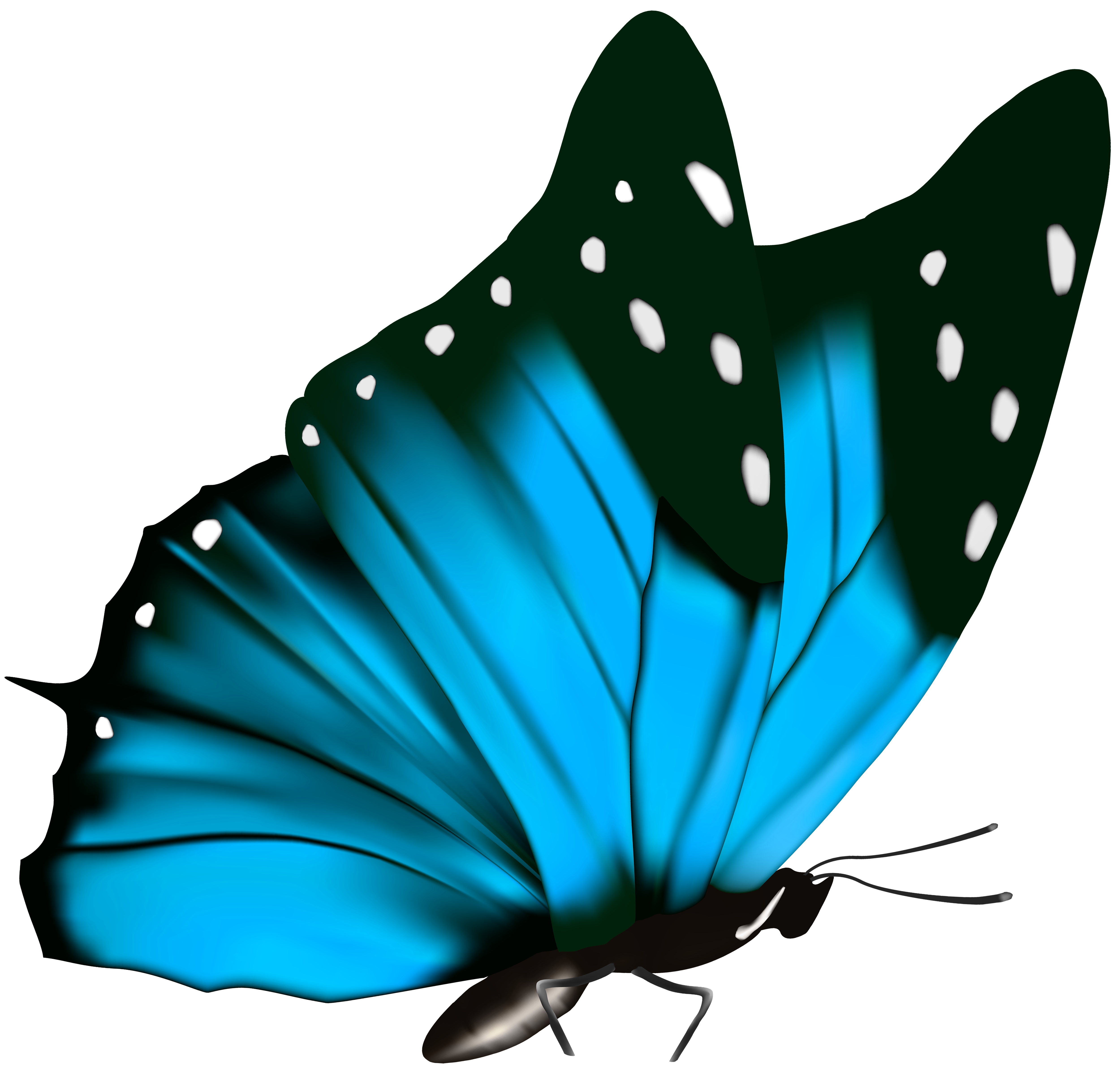 Avoid Testy Butterflies Blue Butterfly Student Support Services