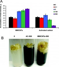 Source ACS NANO: (A) Biomass accumulation of culture of tobacco cells grown on regular MS medium, MS medium supplemented with activated carbon, and MS medium supplemented with MWCNTs. (B) Differences in growth of control cells (0) and cells exposed to activated carbon (AC) and MWCNTs in highest tested dose (500 Î¼g/mL). Equal amount of biological material (300 mg) was used for all experimental conditions and all replicates.
