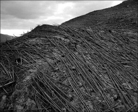 Photo of downed trees from Tunguska asteroid