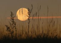 Photo of the Harvest Moon in a wheatfield