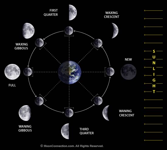 graphic of the phases of the moon